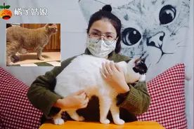 喵星人不怎么胖，但是小肚子为什么这么大？不会是生病了吧？视频封面