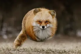 这次都是ps，他将动物全都变成了圆滚滚的球，搞笑极了图片