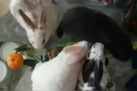 家有萌兔乐开怀图片