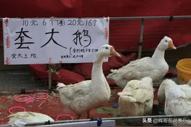 东北小伙开餐馆负债50万，摆摊“套大鹅”，一年收入200万图片