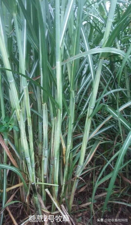 南方养猪种植什么牧草好？猪场为什么推荐种植牧草？