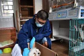 比熊犬给昆明动物园黑豹幼崽当奶妈图片