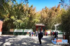 气候在变！北京竹子大面积枯黄：商家忙从浙江调竹苗图片