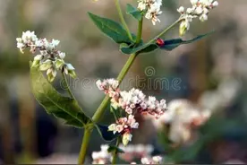 吃荞麦面是可以起到减肥的作用吗？图片