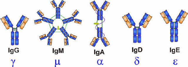 抗体的基本结构
