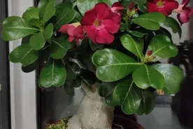 沙漠玫瑰特好养，平时只需“1种肥”，枝叶繁茂，花满盆图片