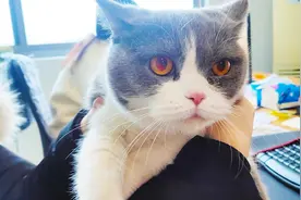 温顺的猫咪突然对陌生女子翻脸哈气，原因是什么？视频封面