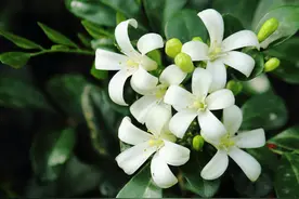 7种“香水花”，养一盆满屋生香，开花180天，好看又贵气图片