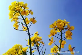 ​随笔：油菜花开，春满人间图片