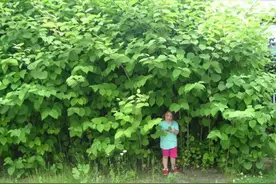 花费63亿都无法消灭的日本虎杖，入侵多国，为何我国还大量种植？图片