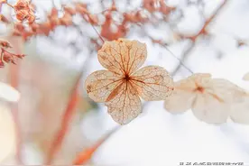 写给自己最爱的人，曾经真心爱过，此生足矣图片