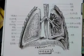 切肺之前，我拿出当年临摹的解剖图学习了一下图片