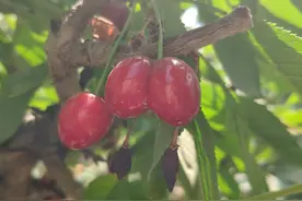 7种补铁剂的作用特点，建议收藏图片