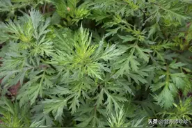 民以食为天，食以养为先，用艾叶煮水，三大好处不请自来，了解下图片