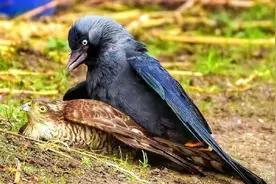 喜鹊变凶禽了？鹊击长空斗金雕，圈养麻雀似牛羊，落地抓鱼捕鼠兔图片