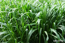 高丹草喂牛价值高吗？亩产鲜草达40000斤，牛吃多少能长1斤肉？图片