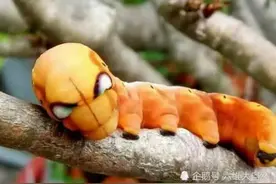 毛毛虫的世界，五种既萌又不好惹的毛毛虫，以洋辣子最为不好惹图片