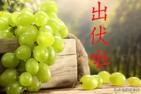 今日出伏，农村俗语“出伏下雨是荒年”是啥意思？2021年景不好吗图片