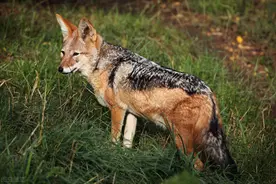 云南首次发现濒危动物“豺”：个头最小却位居四大猛兽之首图片