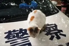 流浪猫睡警车上赖着不走，意外走上猫生巅峰，网友笑喷：这都看命图片