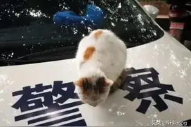 流浪猫睡警车上赖着不走，意外走上猫生巅峰，网友笑喷：这都看命图片