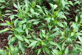 蔬菜移栽有窍门，四个可以让蔬菜提高产量的方法，无私分享图片