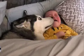 哈士奇身兼数职，不仅要看家还会带娃，哄娃时表情很魔性啊图片