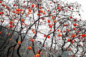 记忆中的老宁阳四中（周长林原创散文）图片