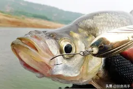 气温骤降鱼口难觅？不存在！找准水下结构，伊河路亚青梢连杆上！图片