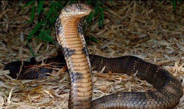 1983年蛇灾前因后果：特大洪水让蛇无家可归，居民以为有天灾发生