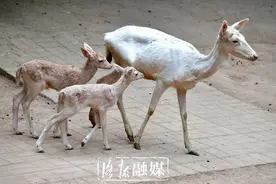 洛阳王城公园动物园新添一批“萌宝”图片