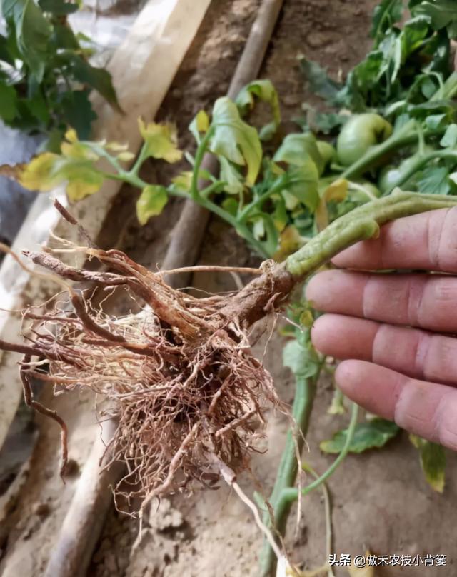 作物药物灌根防治病害效果差？学会这10个用药技巧效果能翻倍