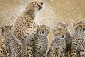 动物怎么度过暴雨？松鼠打起雨伞，大象丝毫不慌，猫头鹰哭了图片