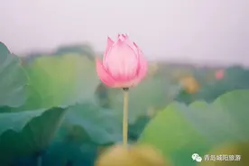 打卡走起！青岛这里，荷花开得如诗如画图片