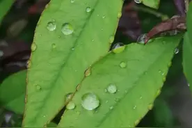 背叛～爱情图片