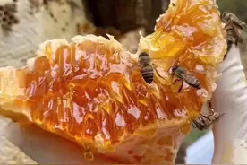 红安县芳草时光天然蜂巢蜜 原汁原味品质保证图片