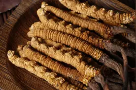 以前被人们称为黄金的虫草，现在为何却无人问津图片