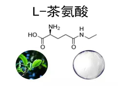 红茶研究院丨鲜叶篇：蛋白质和氨基酸