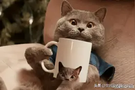 蓝猫真的一点也不蓝，它叫“蓝猫”都是因为这个图片