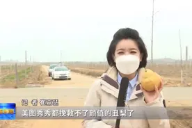 丑梨，让果农心里美图片