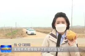 丑梨，让果农心里美图片