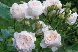 使用纯河沙扦插的月季花盆栽，夏季高温可以移栽上盆吗？图片