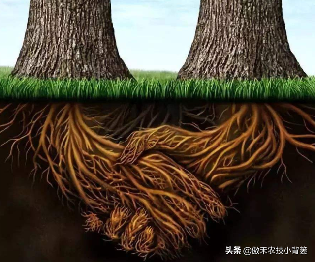 作物根系不良、长势差，使用哪种生根剂促根、缓苗、壮棵效果好？
