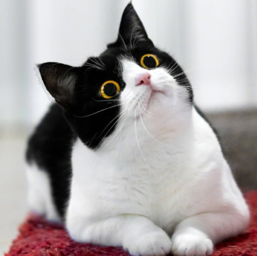 老祖宗说：一只猫有这些特点，是真的“旺家”