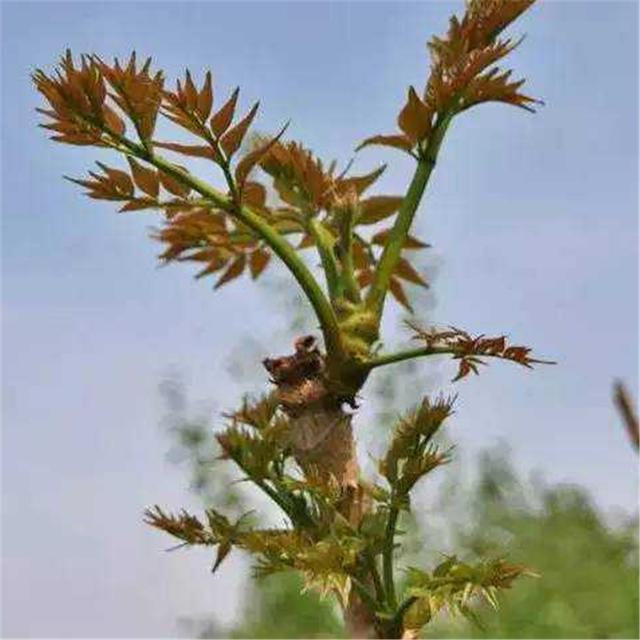 素有“东北竹笋”美称的龙牙楤木栽培方法，5分钟读懂，请收藏