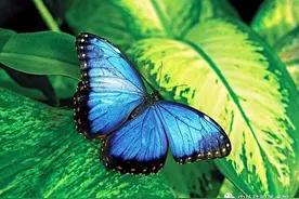 撩一下穿越千年的“蝶蝶不羞”图片