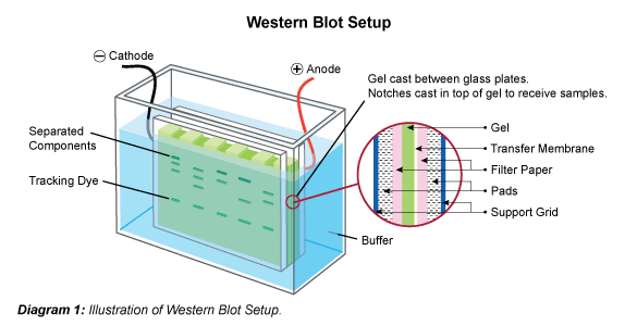 生物科研狗必备技能之~Western Blot