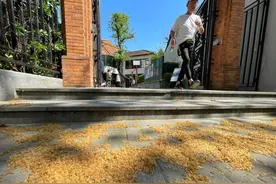 上海人注意！恐怖的毛毛雨来了！鼻子痒、喉咙痒、眼睛痒！侬中招了伐？图片