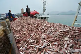 十月这5种海鲜适合常吃，味道鲜美还不贵，关键营养还极高图片