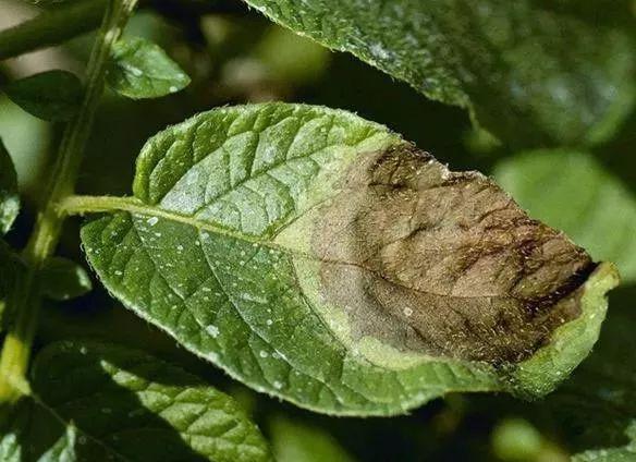 铜制剂用错要出大事！这些注意事项一定要看清楚了